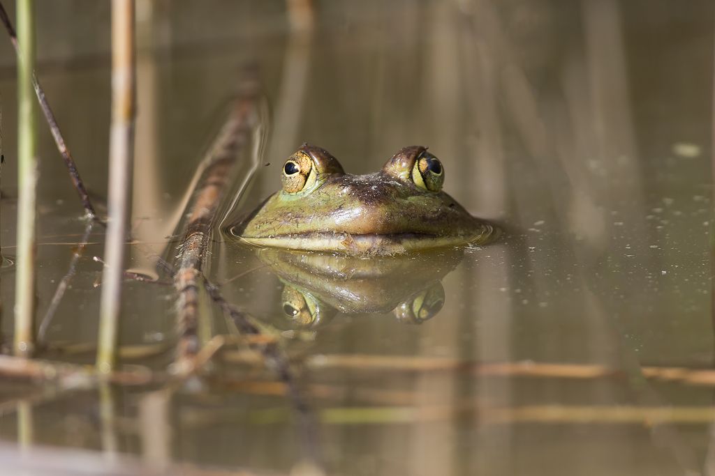 Rana toro (Lithobates catesbeianus )